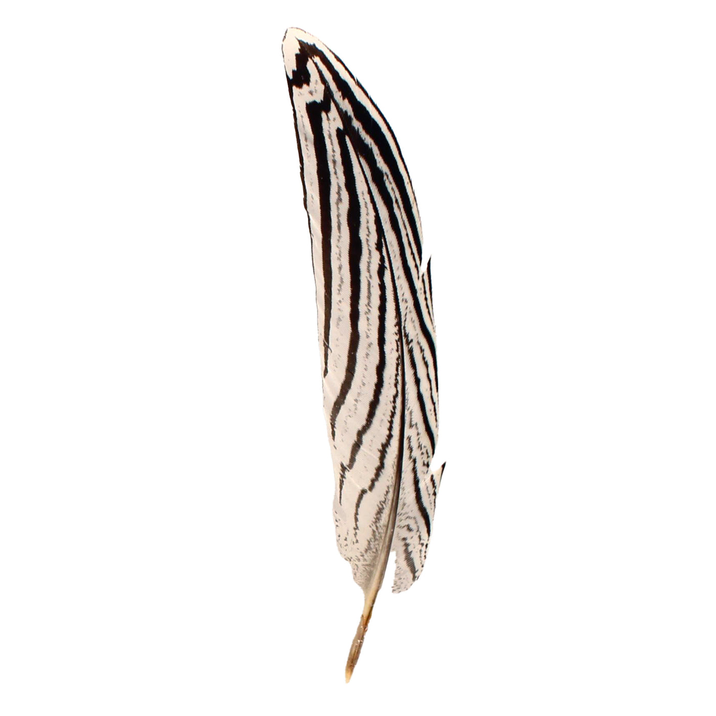 Twister Feather Hat Trim - 02864